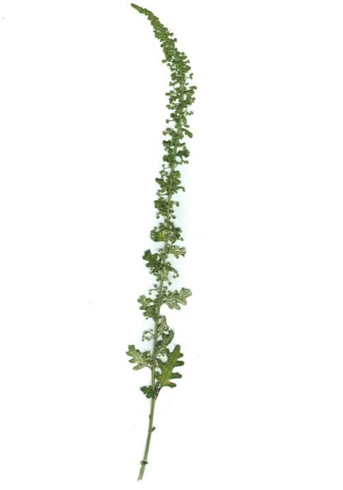 drakmålla Dysphania schraderiana