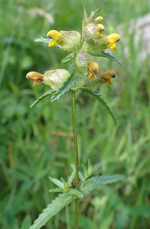äkta ängsskallra Rhinanthus minor subsp. minor