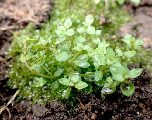 knutört Lysimachia minima