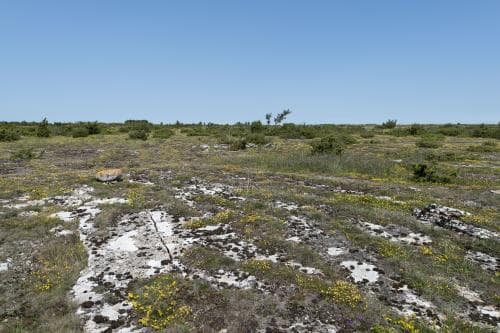 filthårig ölandssolvända Helianthemum oelandicum var. canescens