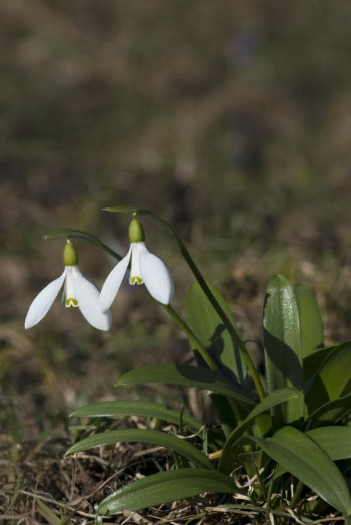 grön snödroppe Galanthus woronowii
