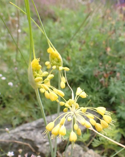 dagglök Allium flavum