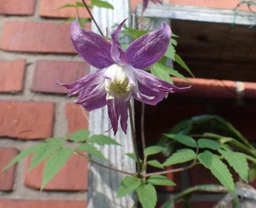 kronklematis Clematis macropetala