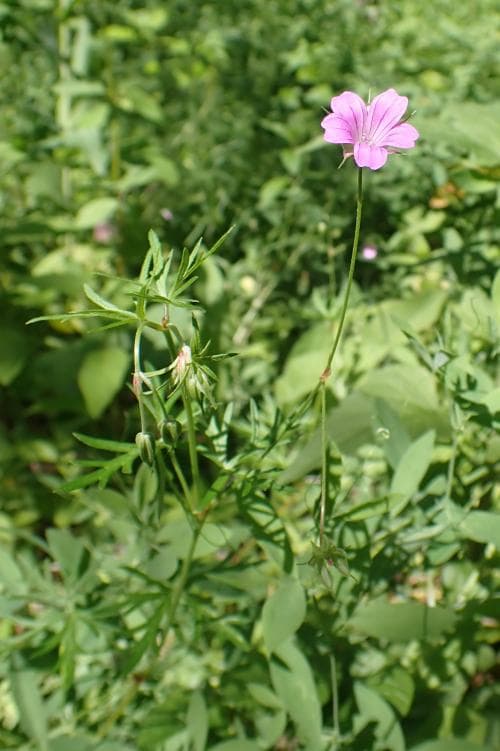 duvnäva Geranium columbinum