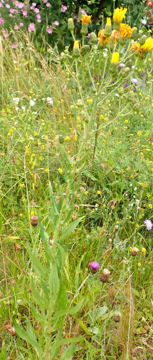 savojfibbla Hieracium sabaudum