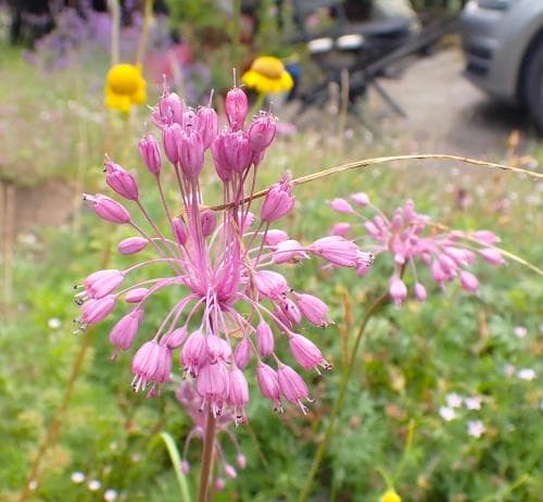 dropplök Allium coloratum