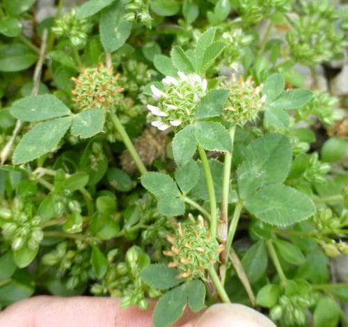 nystklöver Trifolium glomeratum