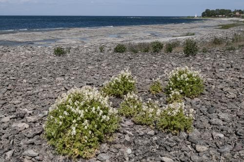 blekgul nunneört Pseudofumaria alba