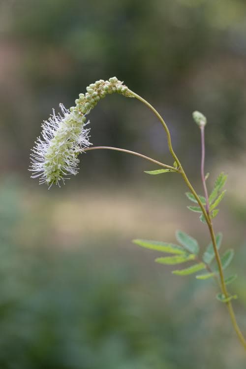 axpimpinell Sanguisorba dodecandra