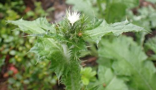 smaltistel Carduus tenuiflorus