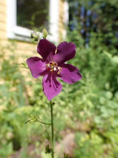 violkungsljus Verbascum phoeniceum