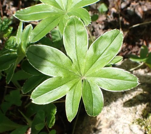alpkåpa Alchemilla conjuncta