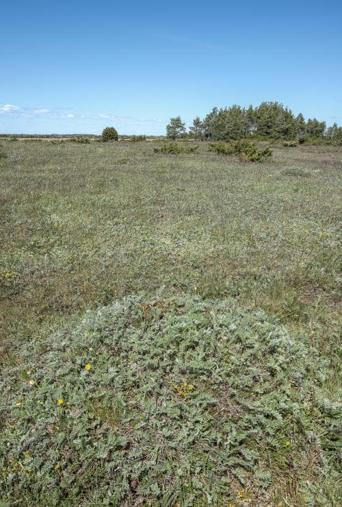 alvarmalört Artemisia oelandica