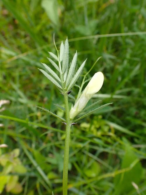 gulvicker Vicia lutea