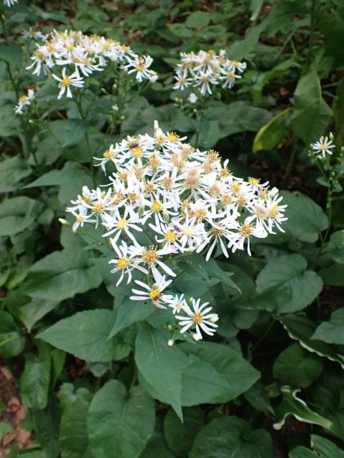 glandelaster Eurybia macrophylla
