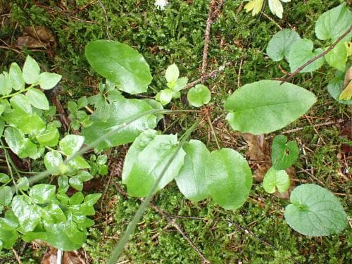granfibbla Hieracium pellucidum