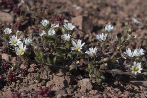 alvararv Cerastium pumilum