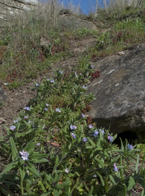 blå sminkrot Buglossoides arvensis var. coerulescens