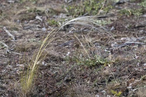ryskt fjädergräs Stipa tirsa