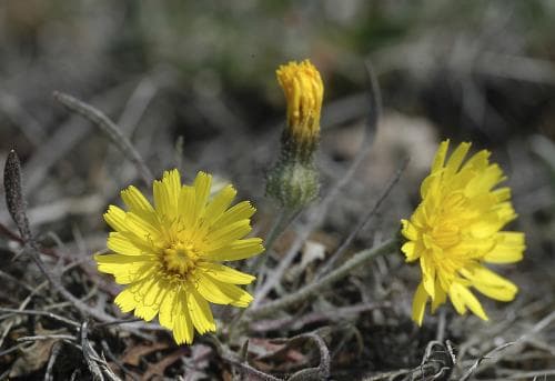 alvarklofibbla Crepis tectorum subsp. pumila