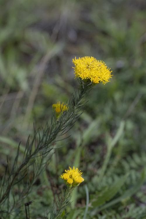 gullborste Galatella linosyris