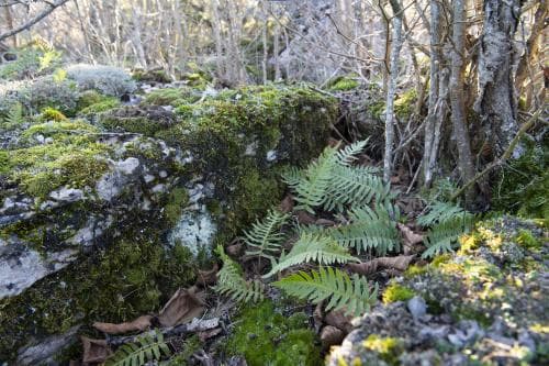 dansk stensöta Polypodium interjectum