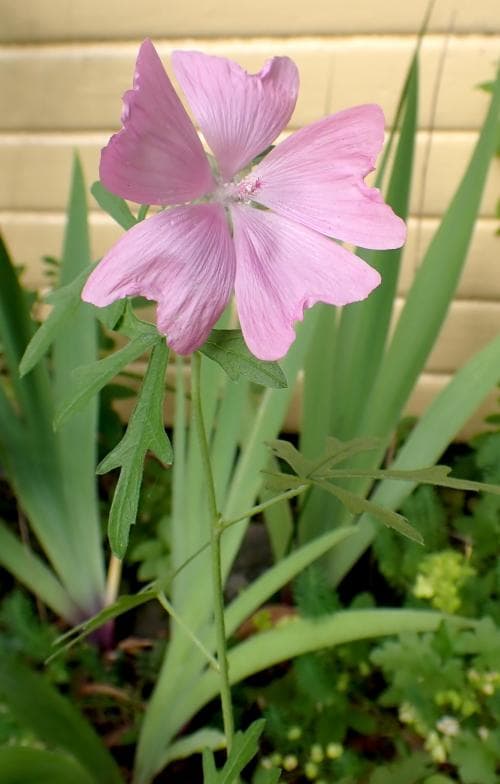 rosenmalva Malva alcea