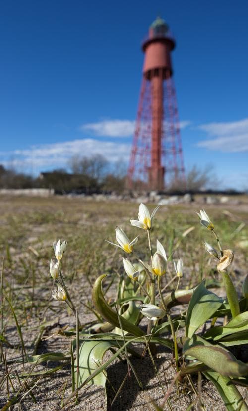 dvärgtulpan Tulipa turkestanica