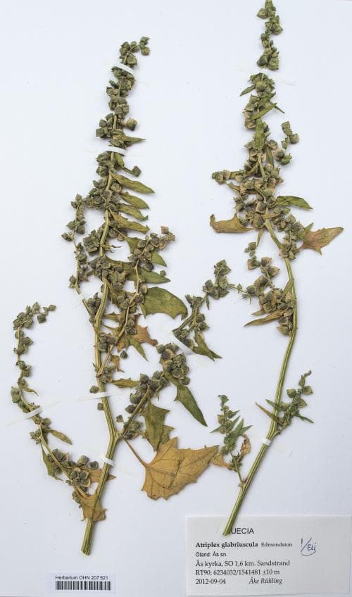 broskmålla Atriplex glabriuscula