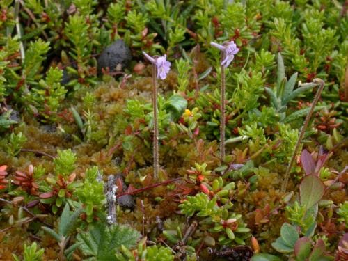 dvärgtätört Pinguicula villosa