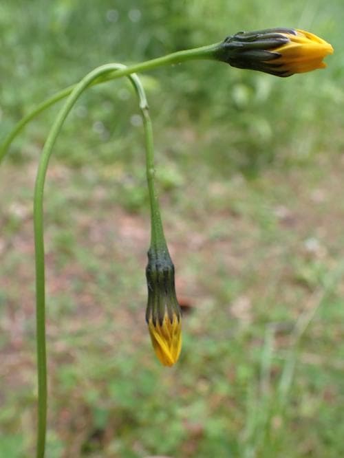 strimfibbla Leontodon saxatilis