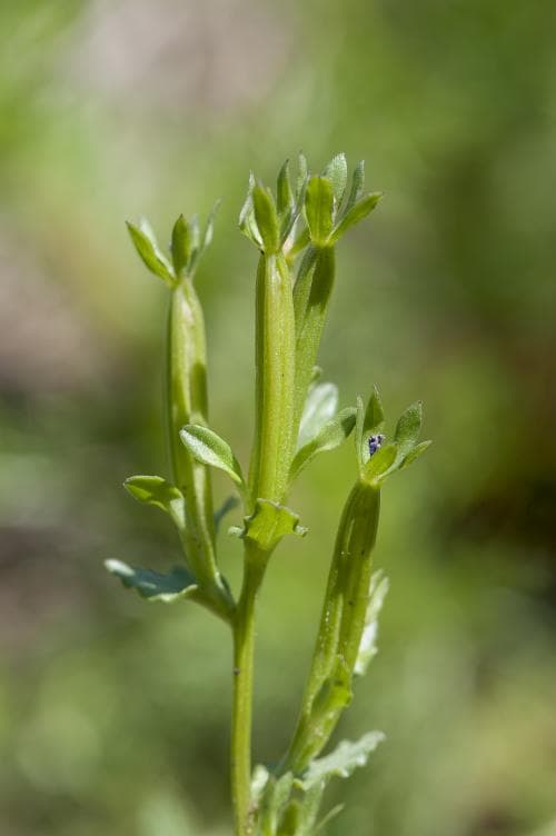 dvärgspegel Legousia hybrida