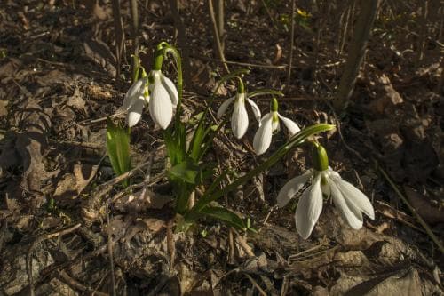 libanesisk snödroppe Galanthus fosteri