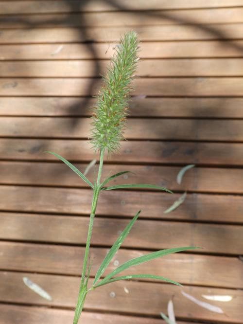 luddklöver Trifolium angustifolium