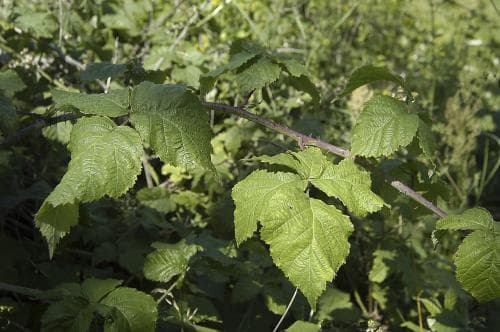 daggbjörnbär Rubus glauciformis