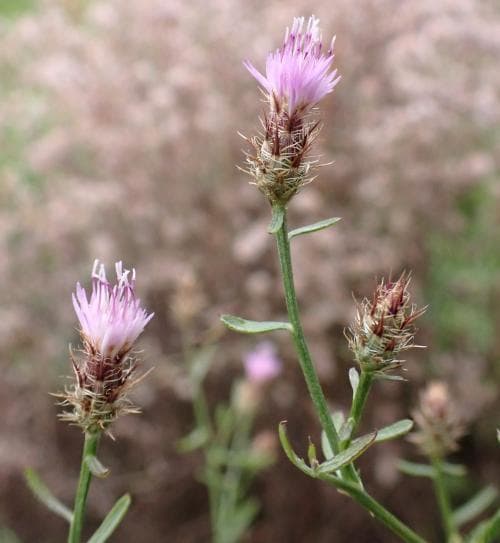 spretklint Centaurea diffusa