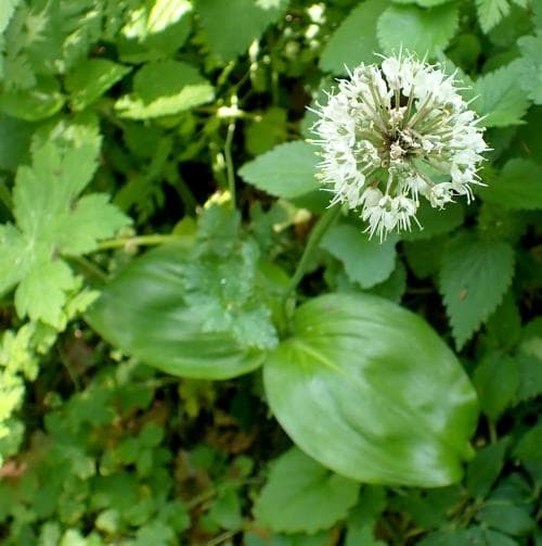 segerlök Allium victorialis
