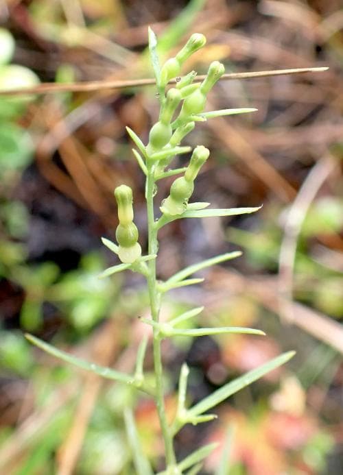 spindelört Thesium alpinum