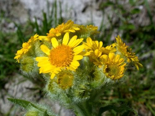 kärrnocka Tephroseris palustris