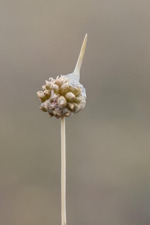 blek sandlök Allium vineale var. vineale