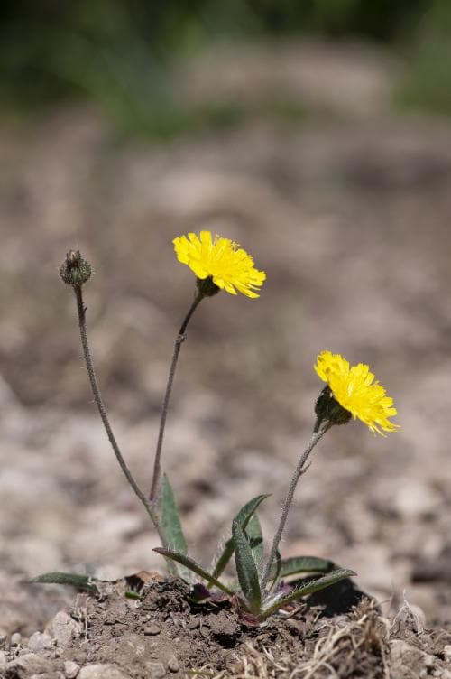 gaffelfibbla Pilosella dichotoma