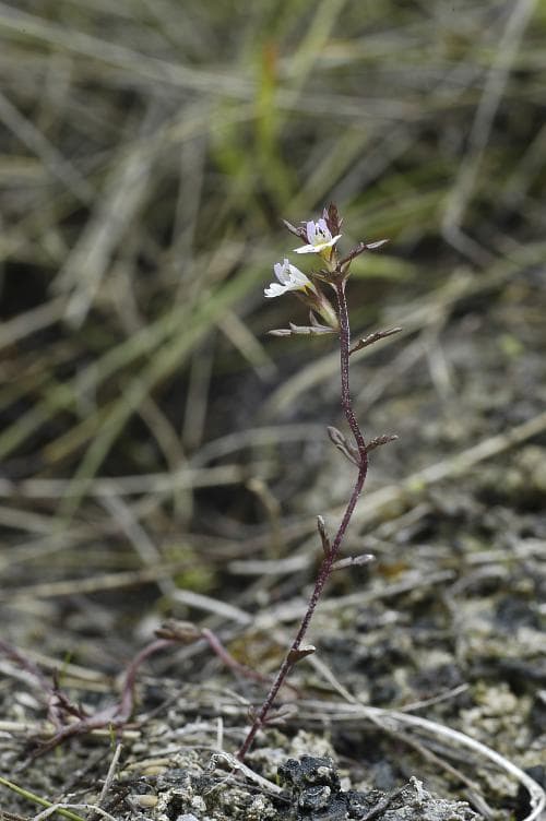 brun ögontröst Euphrasia salisburgensis subsp. schoenicola