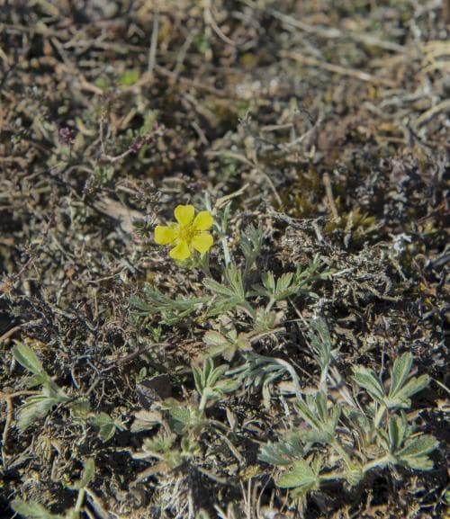 gråfingerört Potentilla incana
