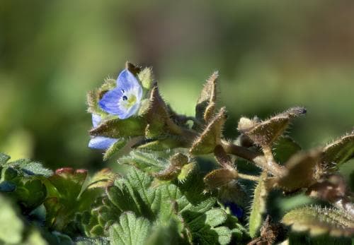 luddveronika Veronica opaca