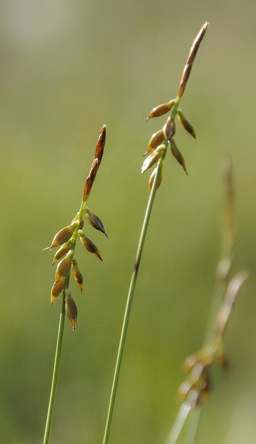 loppstarr Carex pulicaris