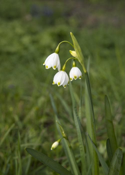 sommarsnöklocka Leucojum aestivum