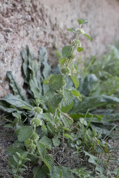 kransborre Marrubium vulgare