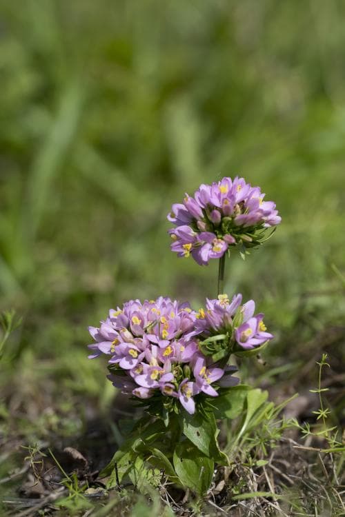 huvudarun Centaurium erythraea var. capitatum