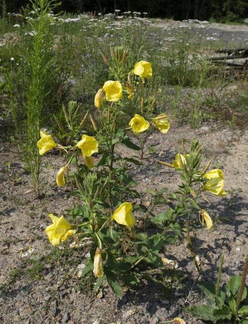 jättenattljus Oenothera glazioviana
