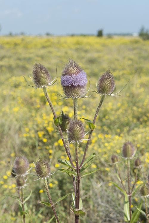 kardvädd Dipsacus fullonum